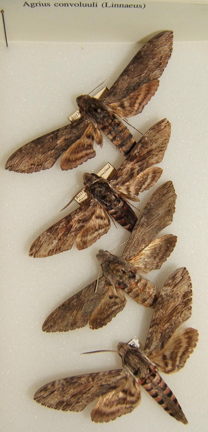 Moth Variations