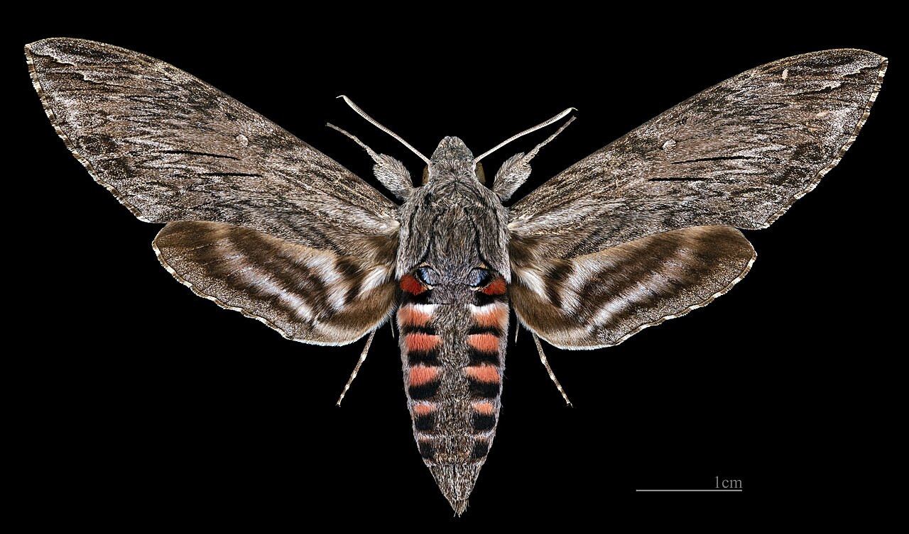 Female Dorsal View
