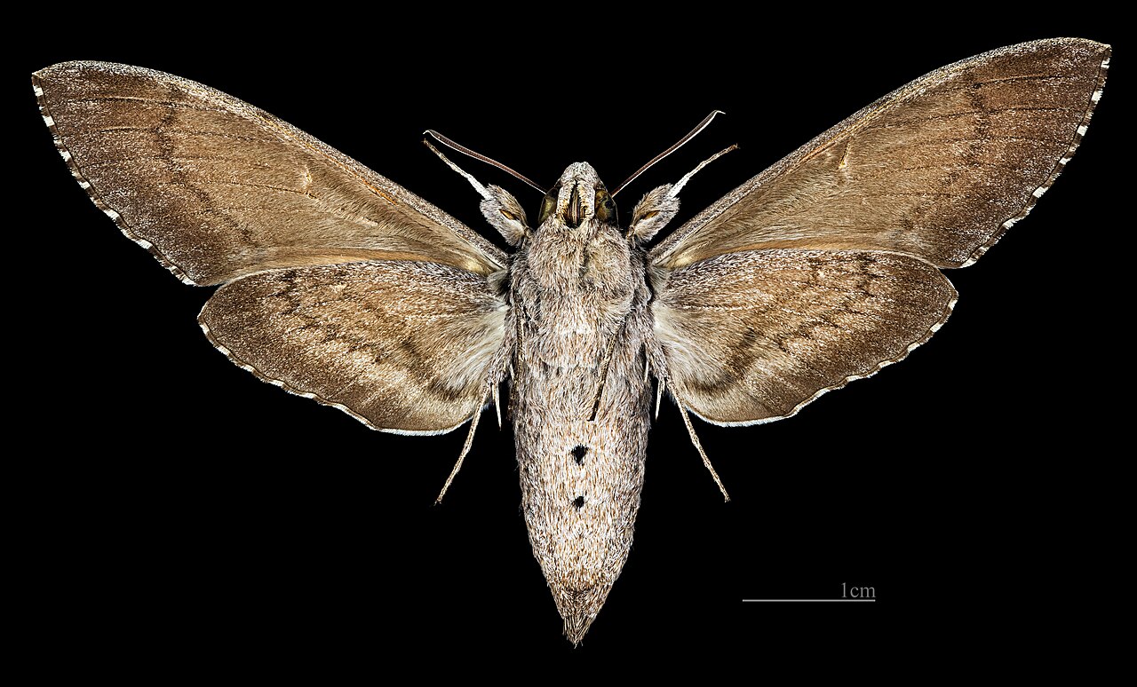 Female ventral View