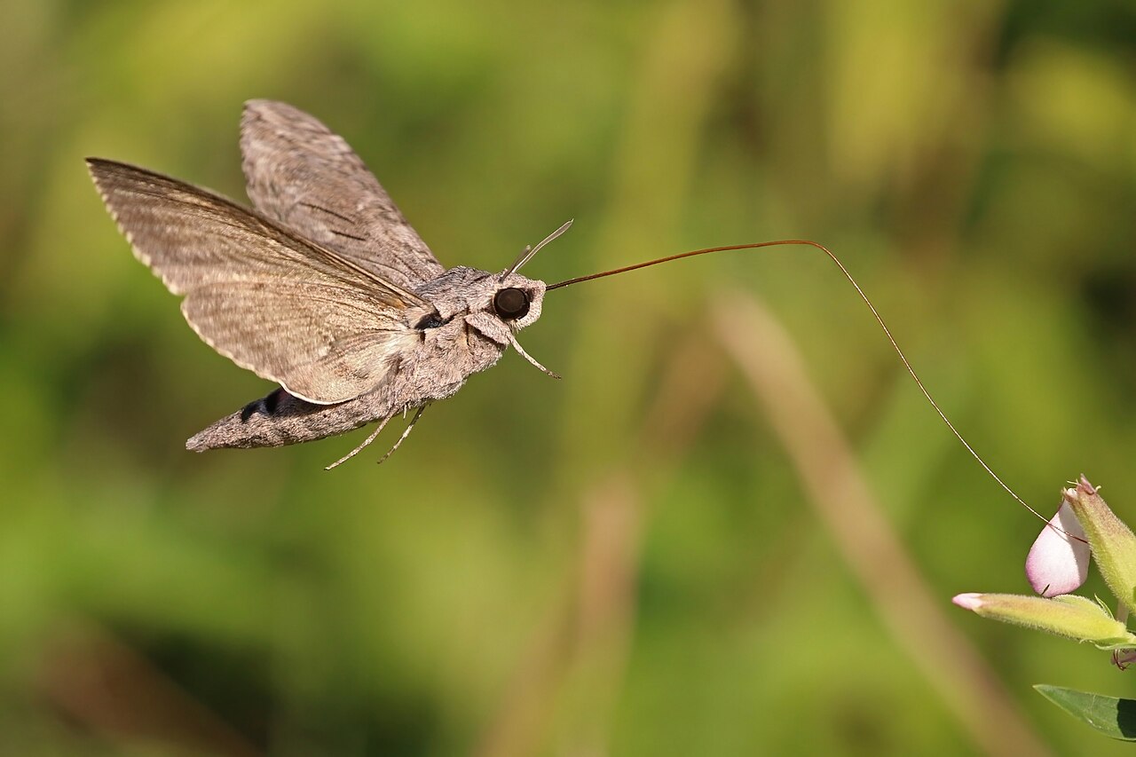 Moth Eating in Air